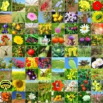 Gráfico que muestra cómo BioCLIP 2 organiza los pinzones de Darwin por el tamaño del pico.