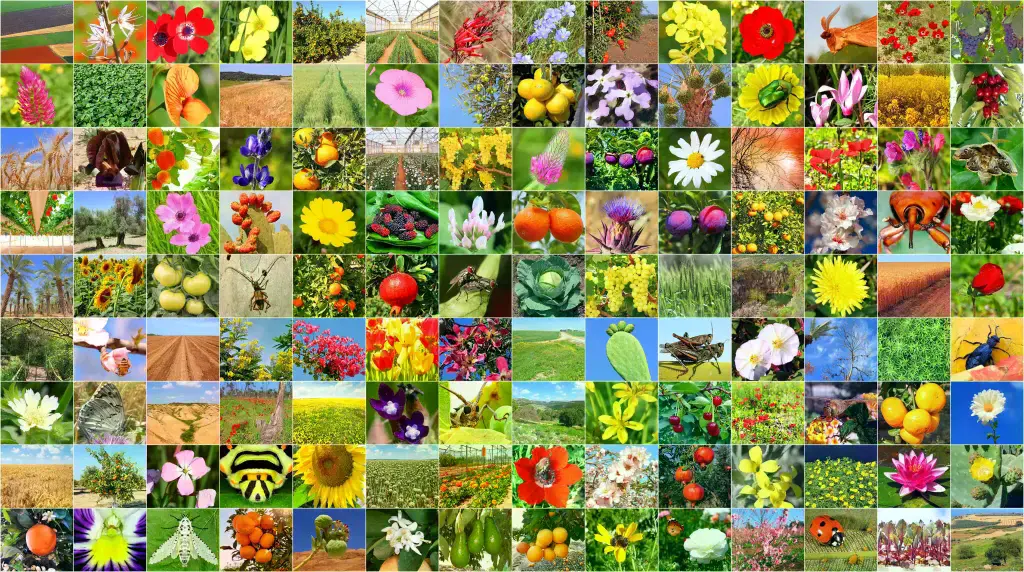 Gráfico que muestra cómo BioCLIP 2 organiza los pinzones de Darwin por el tamaño del pico.